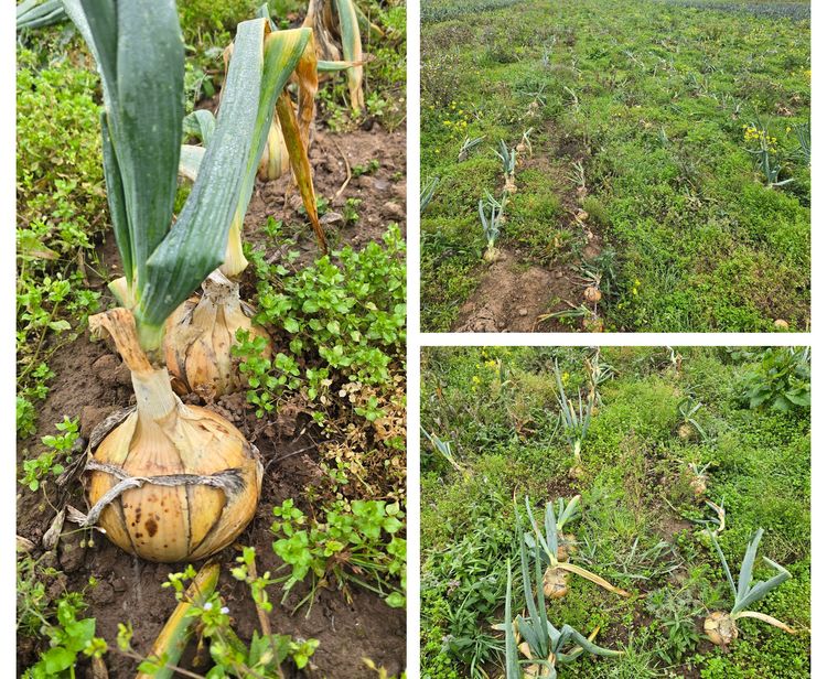 Lorem ipsum dolor sit amet news article image