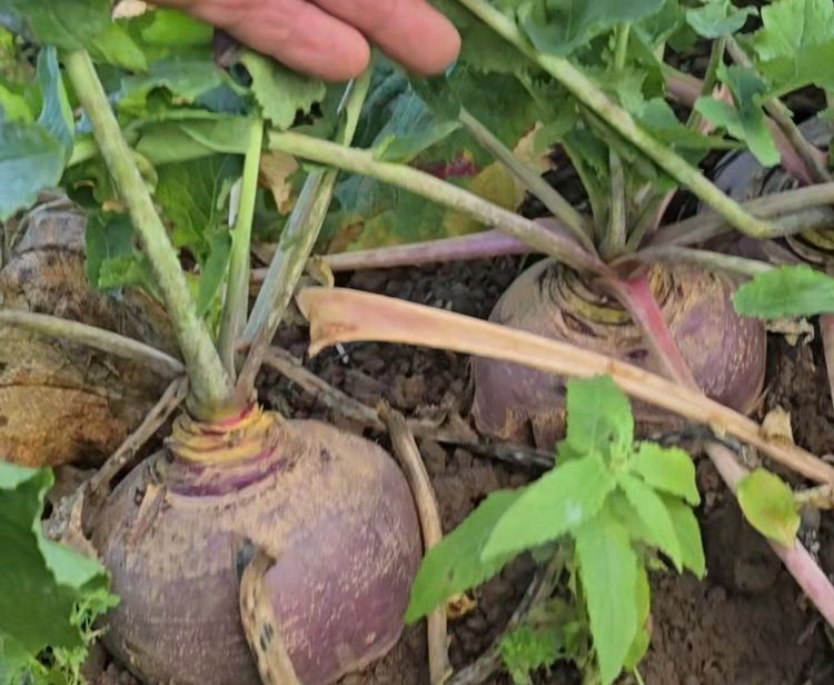 Lorem ipsum dolor sit amet news article image