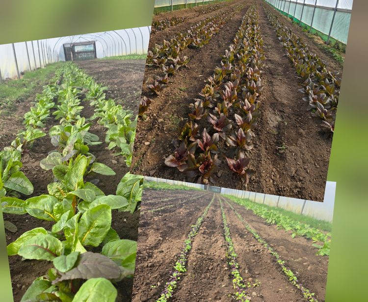 Lorem ipsum dolor sit amet news article image