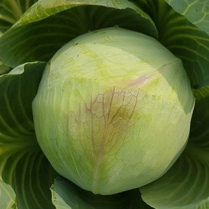 1 White Cabbage