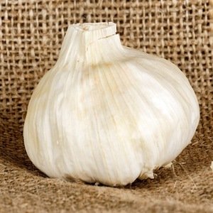  Garlic (es)