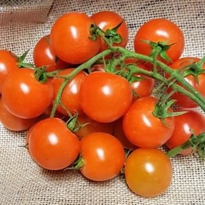Cherry vine tomatoes (nl)  (1/2 kilo)