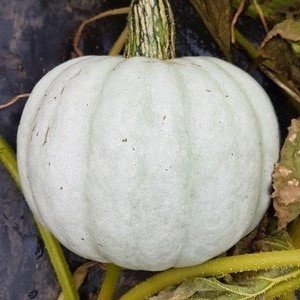 crown prince squash