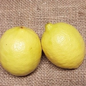  Lemons x 2 (es)