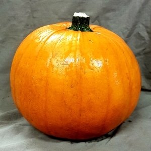  Pumpkin 