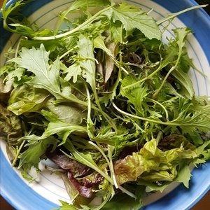 Salad bags