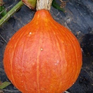 Uchi kuri squash